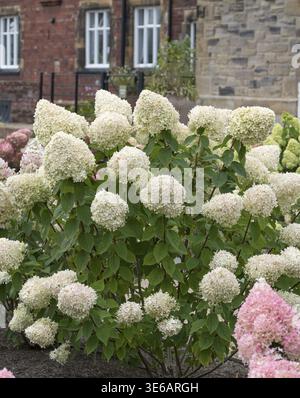Panicle hydrangea (Hydrangea paniculata 'Limelight'), RHS Bridgewater, Great Britain Stock Photo