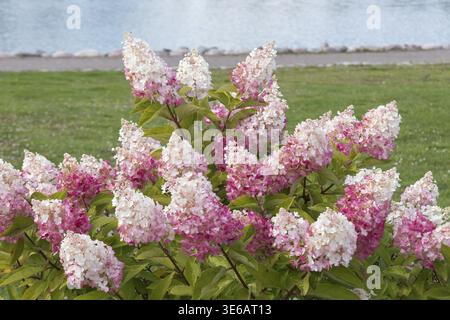 Panicle hydrangea (Hydrangea paniculata PINKY WINKY), City Park, Finland Stock Photo