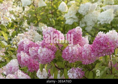 Panicle hydrangea (Hydrangea paniculata PINKACHU), Finland Stock Photo