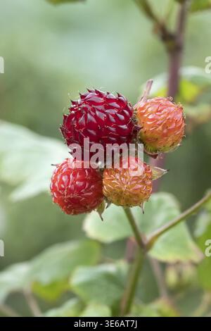 Tree raspberry (Rubus RASPBEARY), Ihlenweg 7, Germany Stock Photo