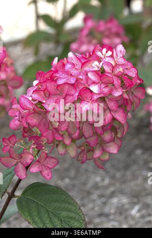 Panicle hydrangea (Hydrangea paniculata FIRE LIGHT), RHS Bridgewater, Great Britain Stock Photo