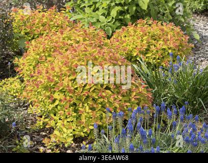 Summer spirea (Spiraea DOUBLE PLAY BIG BANG), BS Saemann, Germany Stock Photo