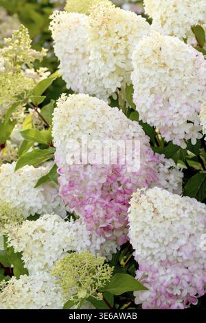 Panicle hydrangea (Hydrangea paniculata PINKACHU), Finland Stock Photo