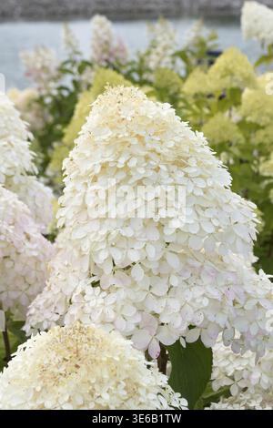 Panicle hydrangea (Hydrangea paniculata 'Phantom'), City Park, Finland Stock Photo