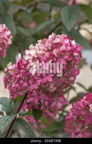 Panicle hydrangea (Hydrangea paniculata FIRE LIGHT), RHS Bridgewater, Great Britain Stock Photo