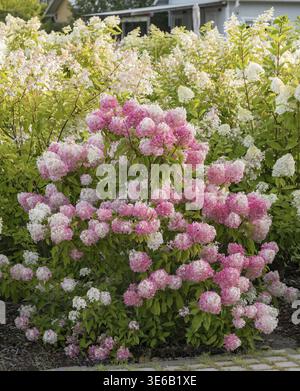 Panicle hydrangea (Hydrangea paniculata PINKACHU), Finland Stock Photo