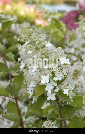 Panicle hydrangea (Hydrangea paniculata 'Tardiva'), City Park, Finland Stock Photo