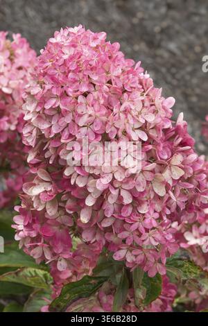 Panicle hydrangea (Hydrangea paniculata LIVING RASPBERRY PINK), RHS Bridgewater, Great Britain Stock Photo