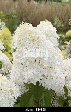 Panicle hydrangea (Hydrangea paniculata 'Phantom'), City Park, Finland Stock Photo