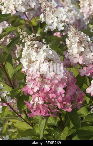 Panicle hydrangea (Hydrangea paniculata PINKY WINKY), City Park, Finland Stock Photo