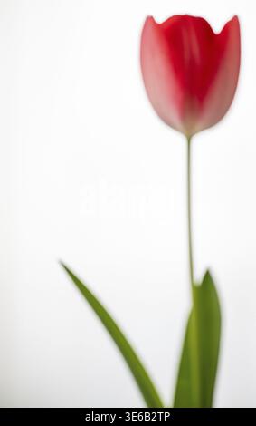 A blurred red tulip with green leaves against a blurred white background Stock Photo