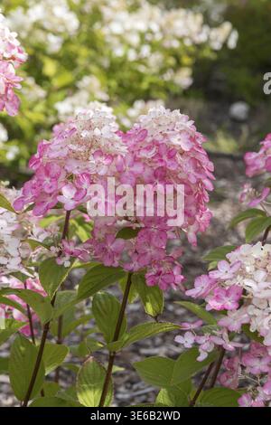 Panicle hydrangea (Hydrangea paniculata FIRE LIGHT), City Park, Finland Stock Photo