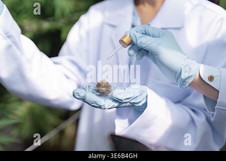 Two scientists in lab coats examining cannabis plant materials and applying extract in a research setting focused on agriculture and medicine Stock Photo