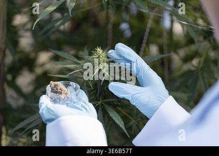 A close-up view of an agricultural scientist comparing cannabis samples to live plants in a greenhouse, emphasizing research and detailed analysis Stock Photo