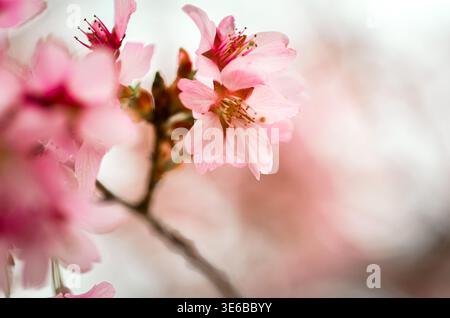 Warren County, New Jersey, USA – April 4, 2026: Cluster of soft pink sakura blossoms blooming on a branch in spring. Stock Photo