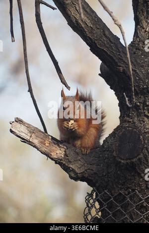 Squirrel sits on a tree branch eating food Stock Photo
