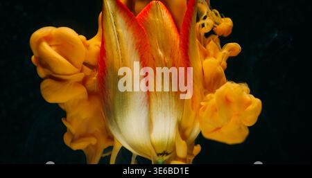 Flower steam. Ink drop. Defocused pink orange color fume texture vapor yellow tropical tulip nature petals on abstract dark black background. Stock Photo