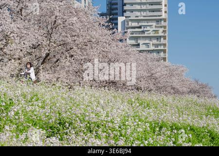 A woman cycles past cherry blossom trees near the Tamagawa River in Tokyo Stock Photo