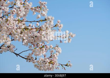 Branches of a cherry blossom tree in full bloom in April in Tokyo, Japan Stock Photo