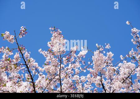 Branches of cherry blossom trees in full bloom against a blue sky in Tokyo, Japan Stock Photo