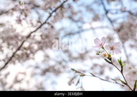 Cherry blossoms in full bloom on a sakura tree branch in Shukugawara, Japan. Stock Photo