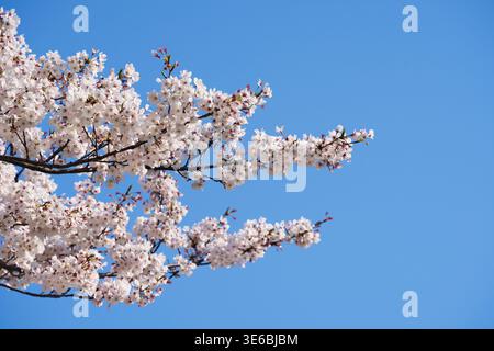 The branches of a cherry blossom tree in full bloom in Tokyo in spring. Stock Photo