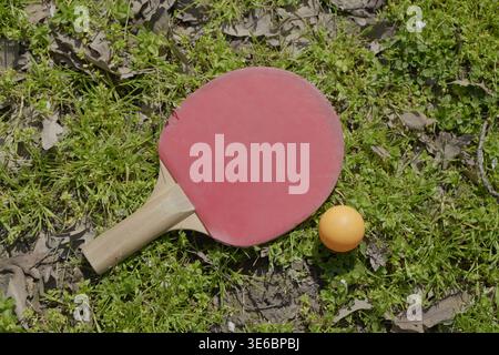 Red table tennis paddle and orange ball placed on grass with dry leaves, lit by sunlight creating natural shadows in an outdoor setting. Stock Photo