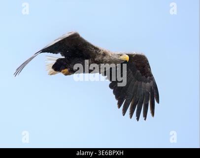 White-tailed Sea eagle (Haliaeetus albicilla) in flight, Isle of Mull, Scotland Stock Photo
