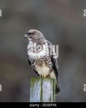 Common Buzzard (Buteo buteo) perched on wooden post, Isle of Mull, Scotland Stock Photo
