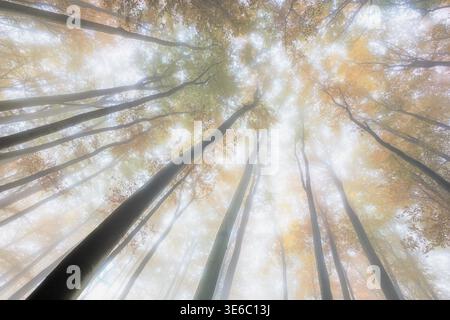 Upward view of tall trees in a foggy autumn forest with soft sunlight streaming through golden foliage. Stock Photo