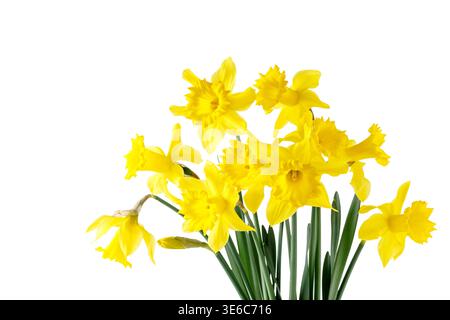 Bouquet of bright yellow spring daffodil flowers isolated on white background. Floral spring bouquet of narcissus. Garden flowers. Stock Photo