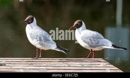 Two black-headed gulls perched on a wooden platform, enjoying the peaceful scene. Stock Photo