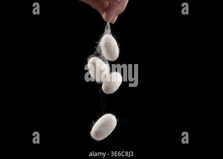 Hand holding delicate white silkworm cocoons, preparing natural fibers for textile production Stock Photo