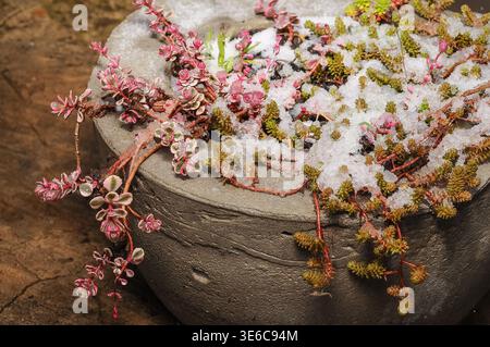 A late spring snowfall blankets blooming sedum plants, creating a striking contrast between winter and the new growing season Stock Photo
