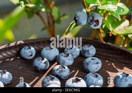 A close up view of ripe blueberries resting on a dark, textured surface, with blurred foliage creating a natural backdrop Stock Photo