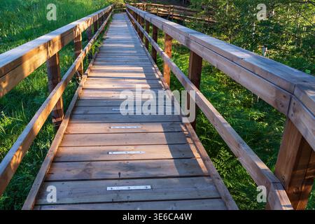 Elevated wooden walkway in the forest on sunny summer day. Hiking wooden trail construction in nature. Stock Photo