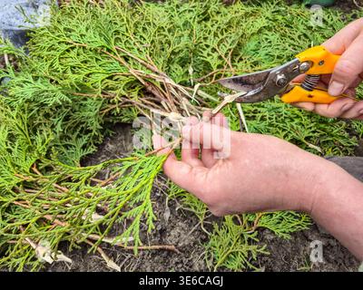Gardener preparing thuja branches for propagation by pruning cuttings with shears Stock Photo