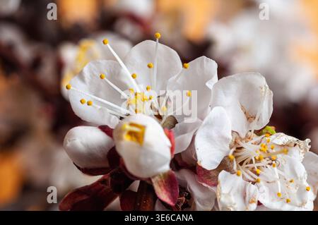 Delicate white apricot blossoms with bright yellow stamens bloom in spring Stock Photo