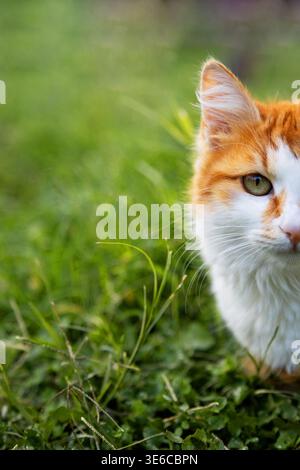 half portrait of a fluffy cat lying on green clover grass outdoors Stock Photo