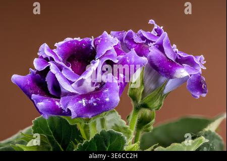 purple velvet Gloxinia flowers with water drops on leaves Stock Photo