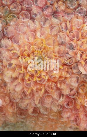 Peach Chrysanthemum Bouquet Through Bubble Wrap Close-Up Stock Photo