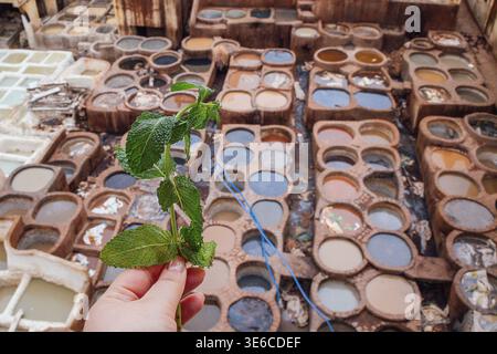 Hand with mint leaves above a dyeing workshop featuring large vats filled with colorful dyes in various shades and textures in the background, Fes, Mo Stock Photo