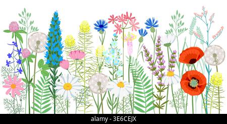 Vector hand drawn vector wild flowers with red poppies, white daisies, blue cornflowers, and other wild flowers on white background. Horizontal Stock Vector
