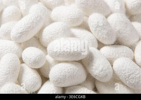 Silkworm cocoons producing natural silk fiber, essential for textile industry Stock Photo