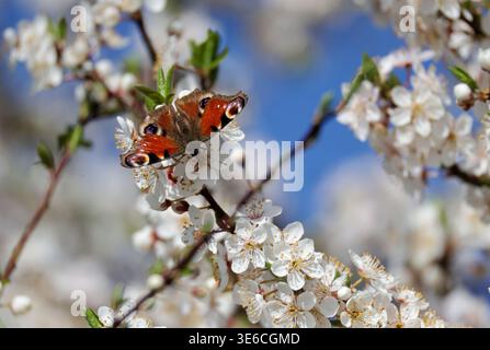 Zwiefalten, Germany. 06th Apr, 2026. A peacock butterfly sits on the blossoms of a tree. Credit: Thomas Warnack/dpa/Ģ����ý Live News Stock Photo