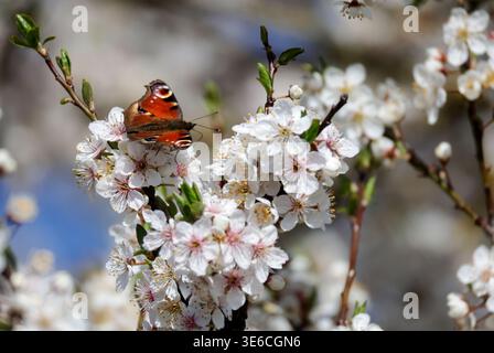 Zwiefalten, Germany. 06th Apr, 2026. A peacock butterfly sits on the blossoms of a tree. Credit: Thomas Warnack/dpa/Ģ����ý Live News Stock Photo