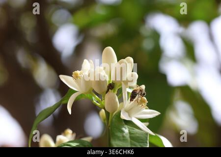 Fragrant White Orange Blossoms Blooming on Green Branches in April Stock Photo