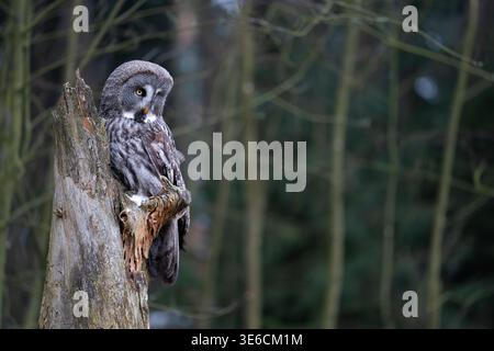 Majestic Great Grey Owl Perched on Tree Stump in a Forest Scene Stock Photo