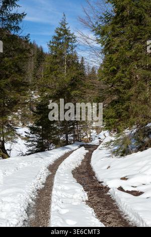 Narrow gravel trail winding through evergreen forest with melting snow in late winter, peaceful mountain nature scene in Bavaria, Germany Stock Photo
