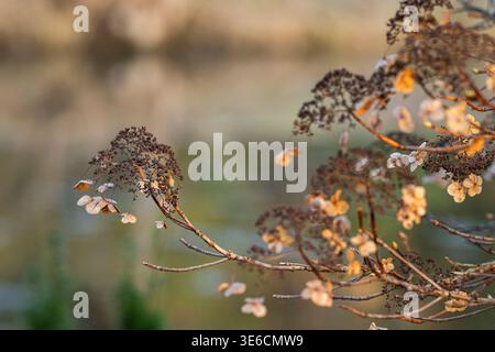 Dry hydrangea flower heads on thin branches in soft golden light, captured with a blurred natural background. Faded hydrangea blossoms in autumn tones. Stock Photo